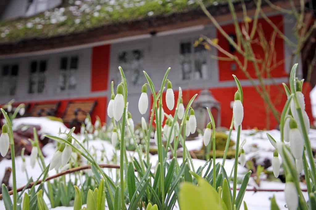 Wohnungen unter Reet Krems Zwei Exterior foto